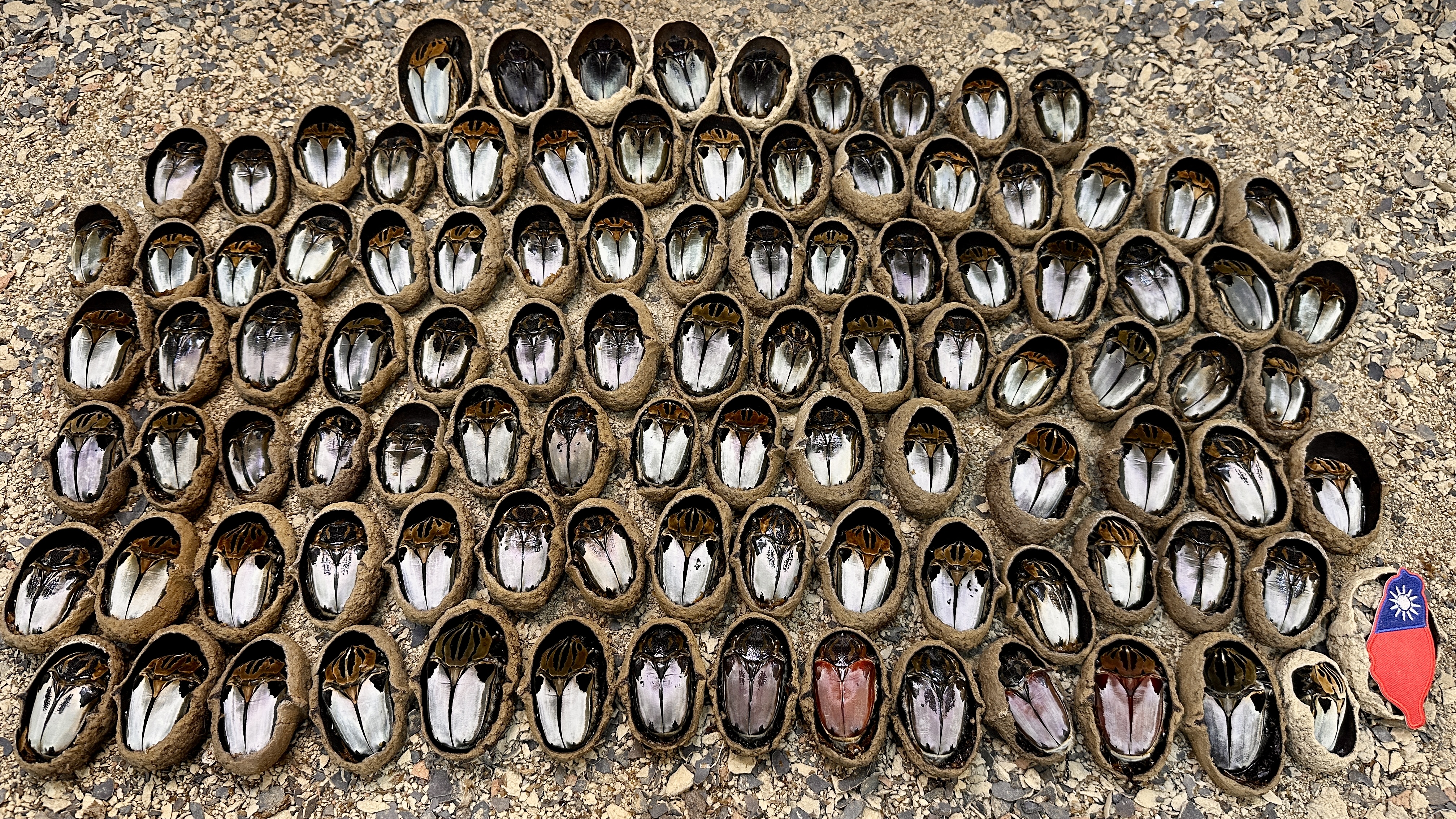 Goliathus sp.
